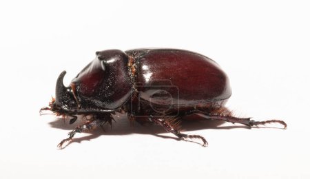 European rhinoceros beetle (Oryctes nasicornis) is a large flying beetle belonging to the subfamily Dynastinae. Imago, recessive, submissive male.