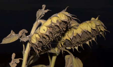 Helianthus, Sonnenblume aus nächster Nähe. Reife landwirtschaftliche Ernte vor der Ernte.