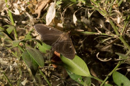 Cydalima perspectalis est une espèce d'amphibiens de la famille des Crambidae. Ce papillon est un ravageur. L'insecte détruit le buisson.