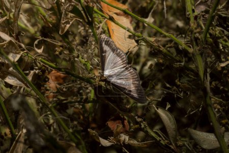 Cydalima perspectalis or the box tree moth is a species of moth of the family Crambidae. This butterfly is a pest. The insect destroys the bush.