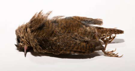 The Eurasian wren (Troglodytes) or northern wren is a very small insectivorous bird, of the wren family Troglodytidae. A dead bird on a white background.