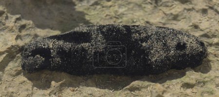 Photo for Holothuria edulis, commonly known as the edible sea cucumber or the pink and black sea cucumber, is a species echinoderm in the family Holothuriidae.The fauna of the Red Sea. - Royalty Free Image