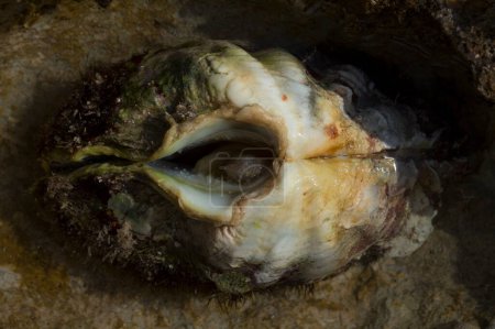Tridacna maxima (Tridacna maxima) est une espèce de mollusques bivalves. La faune de la mer Rouge.