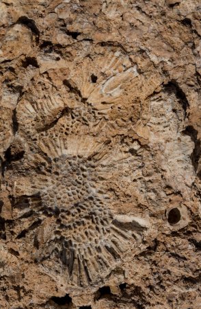 Fossile Korallen im Roten Meer. Antike Kreaturen, in Stein verwandelt. Riffkorallen.