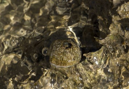 Tetraclita squamosa - Reetgedeckte Seeschlange. Balanus (Balanomorpha) ist eine Seepockengattung aus der Familie der Balanidae der Subphylum Crustacea.