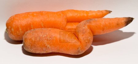 Deux carottes tordues sont des mutants. Association d'intimité érotique.