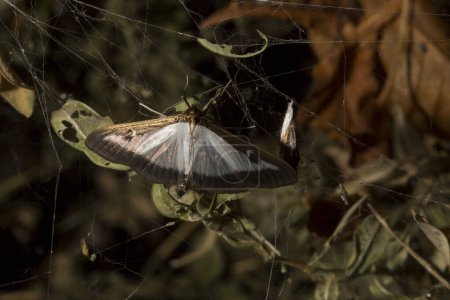 Cydalima perspectalis est une espèce d'amphibiens de la famille des Crambidae. Ce papillon est un ravageur. L'insecte détruit le buisson.