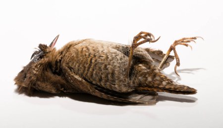 The Eurasian wren (Troglodytes) or northern wren is a very small insectivorous bird, of the wren family Troglodytidae. A dead bird on a white background.