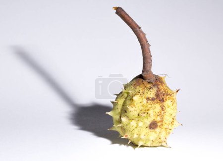 Reife Rosskastanien-Früchte mit einer Schale auf weißem Hintergrund. Äskulus, Buckeye.