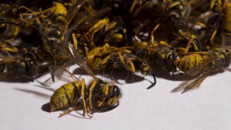Vespula germanica, avispa europea, avispa alemana o chaqueta amarilla alemana. Un puñado de insectos muertos.