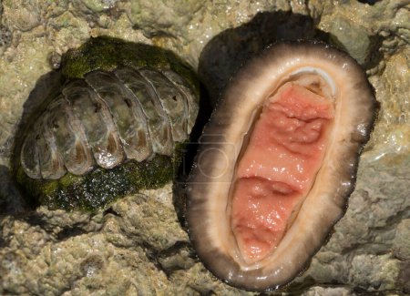 Acanthopleura haddoni, especie tropical de quitón. La fauna del Mar Rojo. Un molusco marino sobre una roca.