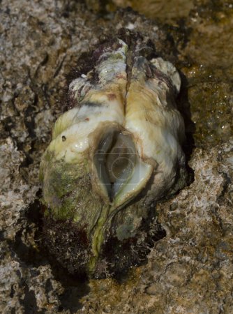 La almeja máxima (Tridacna maxima), también conocida como la pequeña almeja gigante, es una especie de molusco bivalvo. La fauna del Mar Rojo.