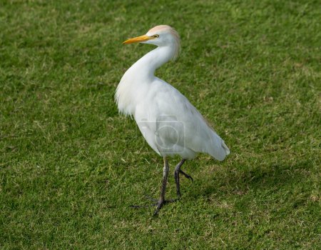 The western cattle egret (Bubulcus ibis) is a species of heron (family Ardeidae) found in the tropics. Fauna of the Sinai Peninsula.