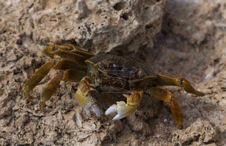 Grapsus albolineatus ist eine Dekapodenkrebstierart aus der Familie der Grapsidae. Krabbe, auf einem Rifffelsen. Fauna der Sinai-Halbinsel.