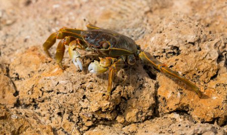 Grapsus albolineatus est une espèce d'amphibiens de la famille des Grapsidae. Crabe, sur un rocher récifal. Faune de la péninsule du Sinaï.