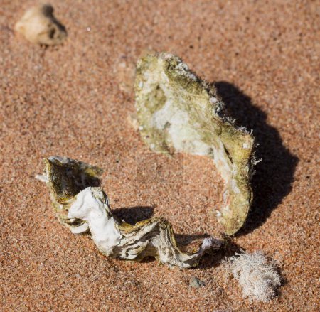 Die Maxima-Muschel (Tridacna maxima), auch als kleine Riesenmuschel bekannt. Die Fauna des Roten Meeres. Sand, Kiesel, Korallen. Hintergrund mit maritimen Themen.