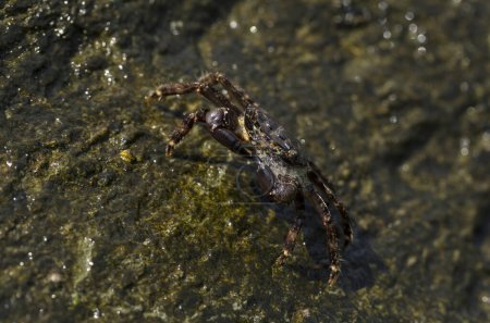 Pachygrapsus marmoratus es un cangrejo de la especie, a veces llamado cangrejo de roca de mármol o cangrejo de mármol. Mar Negro. Cangrejo en las piedras. El comportamiento de apareamiento del animal, la liberación de espuma.