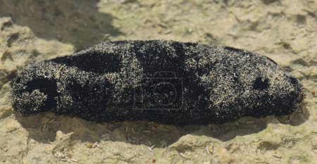 Holothuria edulis, communément appelé concombre de mer comestible ou concombre de mer rose et noir, est une espèce d'échinoderme de la famille des Holothuriidae..