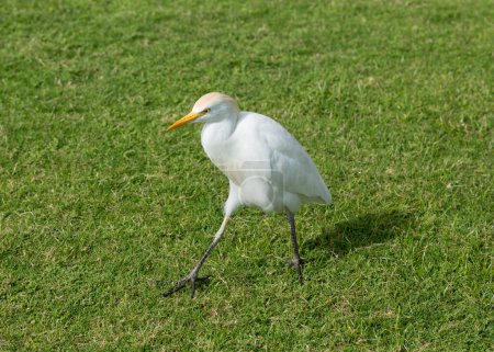 Der westliche Kuhreiher (Bubulcus ibis) ist eine Reiherart (Familie Ardeidae), die in den Tropen vorkommt. Fauna der Sinai-Halbinsel.