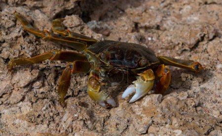 Grapsus albolineatus est une espèce d'amphibiens de la famille des Grapsidae. Crabe, sur un rocher récifal. Faune de la péninsule du Sinaï.