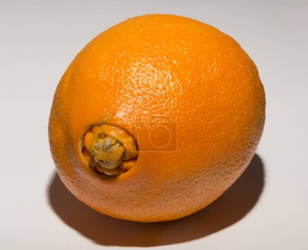 Una extraña naranjas dulces, da a luz a su descendencia. Asociación de Enfermedades Médicas.