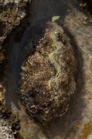 Tridacna maxima (Tridacna maxima) est une espèce de mollusques bivalves. La faune de la mer Rouge.