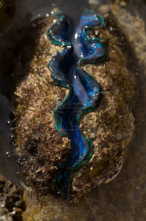 The maxima clam (Tridacna maxima), also known as the small giant clam, is a species of bivalve mollusc. The fauna of the Red Sea.