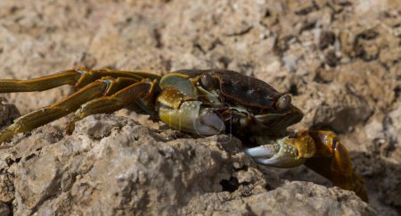 Grapsus albolineatus ist eine Dekapodenkrebstierart aus der Familie der Grapsidae. Krabbe, auf einem Rifffelsen. Fauna der Sinai-Halbinsel.