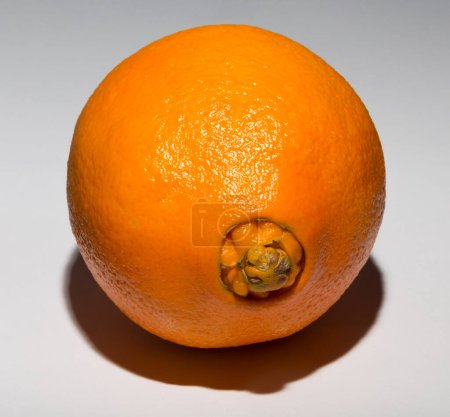 Una extraña naranjas dulces, da a luz a su descendencia. Asociación de Enfermedades Médicas.