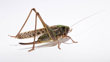 Decticus verrucivorus est un grillon de la famille des Tettigoniidae. Gros plan sur la sauterelle. Un insecte femelle sur fond blanc.