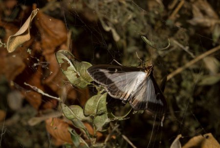 Cydalima perspectalis oder Buchsbaummotte ist eine Mottenart aus der Familie der Crambidae. Dieser Schmetterling ist ein Schädling. Das Insekt zerstört den Busch.