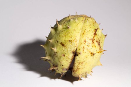 Téléchargez les photos : Fruits de châtaignier mûrs avec une peau sur fond blanc. Aesculus, buckeye. - en image libre de droit