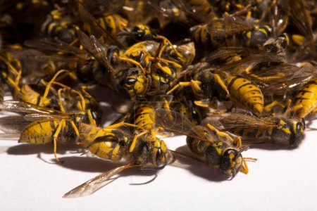 Vespula germanica, the European wasp, German wasp, or German yellowjacket. A bunch of dead insects.