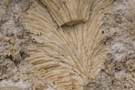 Coraux fossiles de la mer Rouge. Des créatures anciennes, transformées en pierre. Coraux de récif.