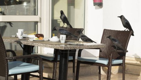 Hauskrähe (Corvus splendens), auch bekannt als indische, grauhalsige, Ceylon- oder Colombo-Krähe. Ein Vogel versucht, Futter aus einer menschlichen Wohnung zu stehlen.