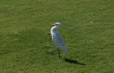 The western cattle egret, (Bubulcus ibis) is a species of heron (family Ardeidae) found in the tropics. Fauna of the Sinai Peninsula.