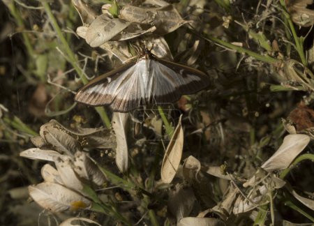 Cydalima perspectalis or the box tree moth is a species of moth of the family Crambidae. This butterfly is a pest. The insect destroys the bush.