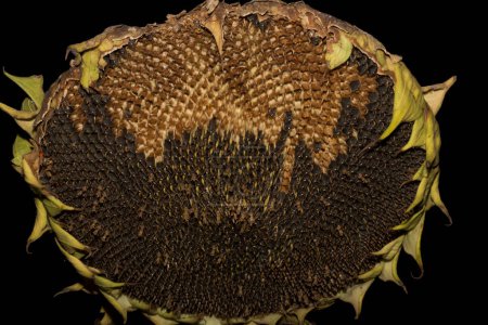 Helianthus, sunflower close-up. Ripe agricultural crop, before harvesting. Destruction of ripe crops by birds. Sabotage.
