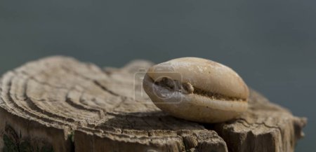 Une coquille fossile éteinte de cypraea cowrie. Mauriciana mauritiana, (rorqual à bosse, chocolat, deuil, cauris de Maurice), un mollusque gastéropode marin de la famille des Xoaeidae.