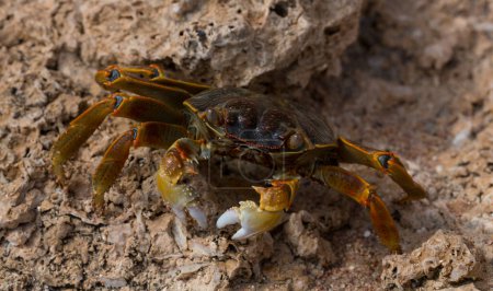Grapsus albolineatus is a species of decapod crustacean in the family Grapsidae. Crab, on a reef rock. Fauna of the Sinai Peninsula.