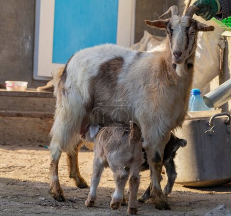 Alpine Goat Dairy Animal. Maternidad, la relación entre una madre y una cabra recién nacida.