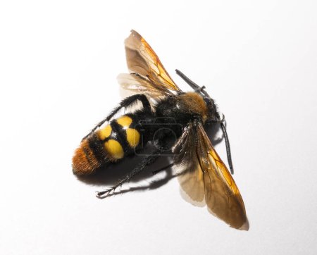 Megascolia maculata es una especie de avispa perteneciente a la familia Scoliidae en el orden Hymenoptera. Escolia Hombre.
