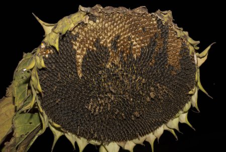 Helianthus, Sonnenblume aus nächster Nähe. Reife landwirtschaftliche Ernte, vor der Ernte. Vernichtung reifer Pflanzen durch Vögel. Sabotage.