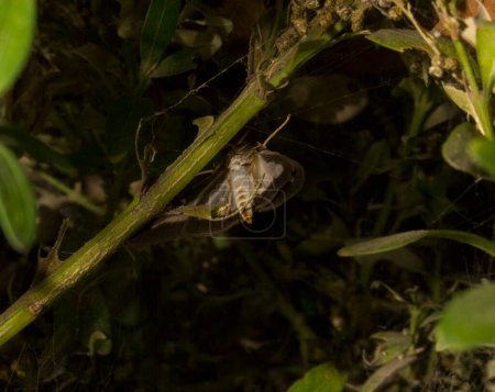 Cydalima perspectalis oder Buchsbaummotte ist eine Mottenart aus der Familie der Crambidae. Dieser Schmetterling ist ein Schädling. Das Insekt zerstört den Busch.
