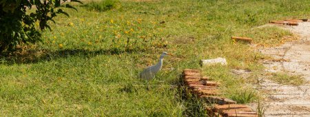 The western cattle egret (Bubulcus ibis) is a species of heron (family Ardeidae) found in the tropics. Fauna of the Sinai Peninsula.