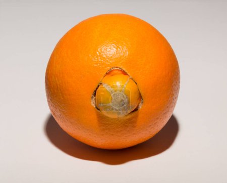 Eine seltsame süße Orange bringt ihren Nachwuchs zur Welt. Verband medizinischer Krankheiten.