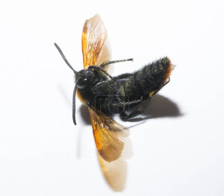 Megascolia maculata es una especie de avispa perteneciente a la familia Scoliidae en el orden Hymenoptera. Escolia Hombre.