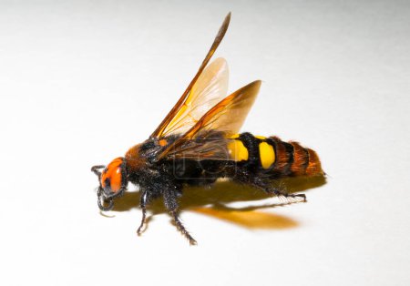 The mammoth wasp (Megascolia maculata) is a species of wasp belonging to the family Scoliidae in the order Hymenoptera. Scolia Female.