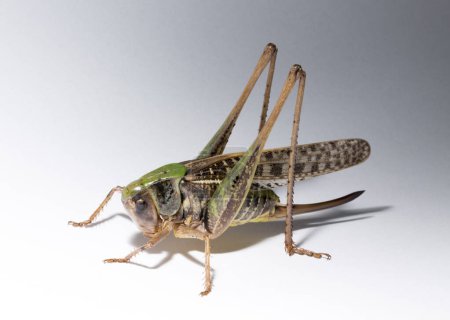 Warzenbeißer (Decticus verrucivorus) ist eine Buschgrille aus der Familie der Tettigoniidae. Heuschrecken aus nächster Nähe. Ein weibliches Insekt auf weißem Hintergrund.