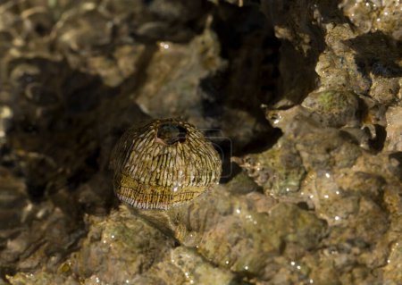 Tetraclita squamosa - Reetgedeckte Seeschlange. Balanus (Balanomorpha) ist eine Seepockengattung aus der Familie der Balanidae der Subphylum Crustacea.